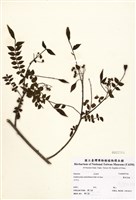 藏品(翼柄花椒)的圖片
